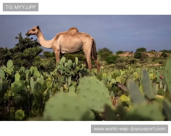 祖马加盟泰山,防守组合欲形成无敌屏障 祖马加盟泰山,防守组合欲形成无敌屏障